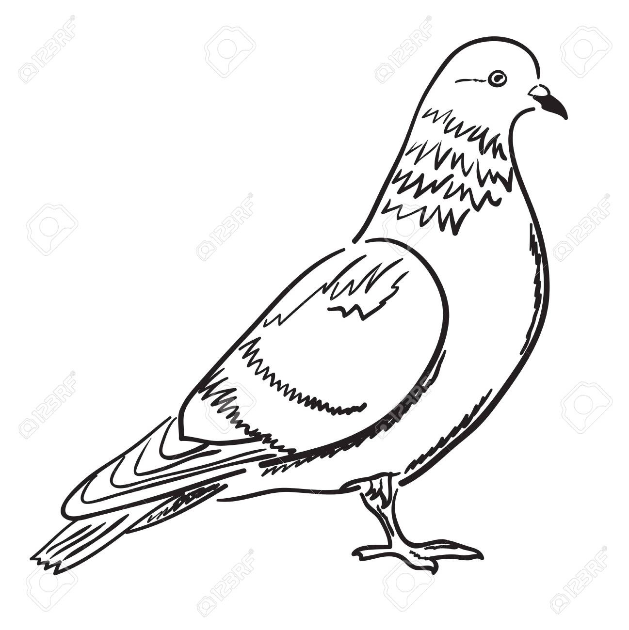 Contour of pigeon in profile vector illustration sketch coloring page royalty free svg cliparts vectors and stock illustration image