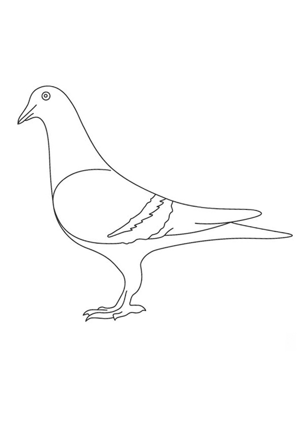 Coloring pages free printable pigeon coloring pages for kids