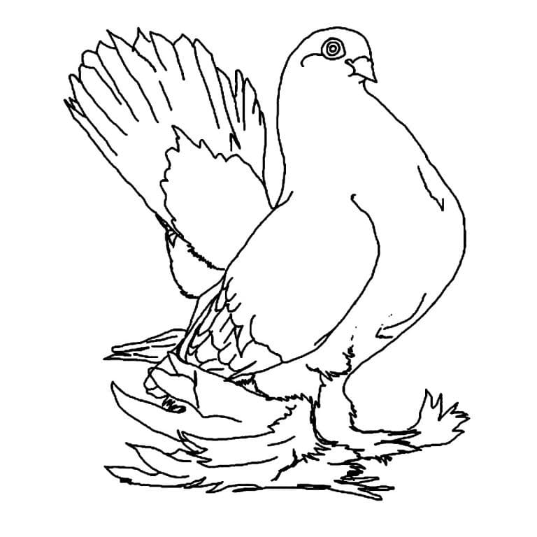 Pigeon free coloring page