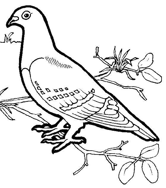 Online coloring pages coloring page pigeon on branch birds coloring books for children