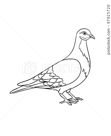 Pigeon isolated coloring page for kids