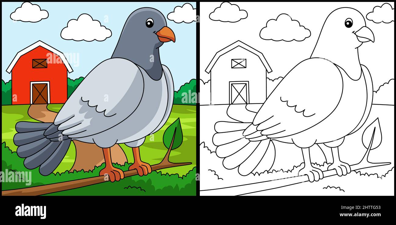 Pigeon coloring page colored illustration stock vector image art