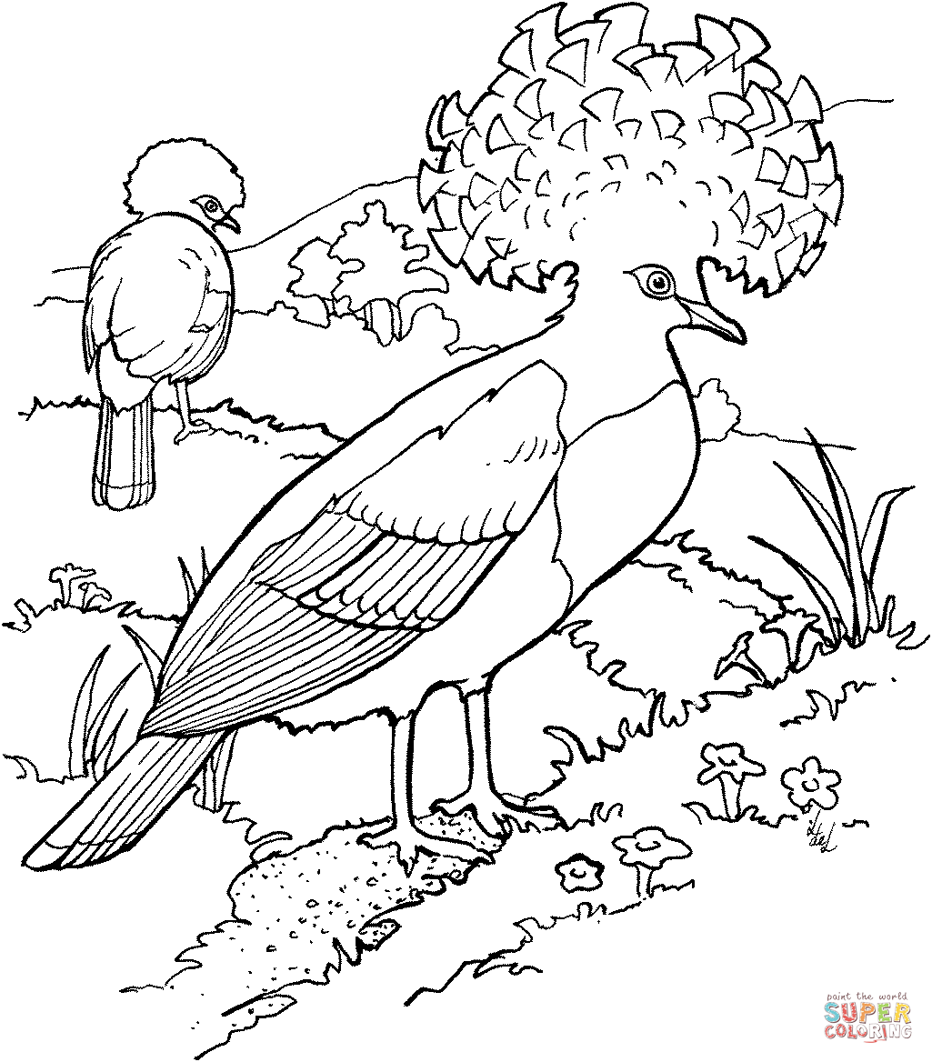 Goura or crowned pigeons coloring page free printable coloring pages