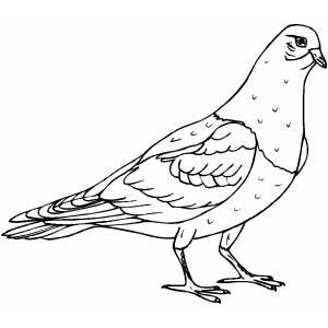 Pigeon coloring sheet