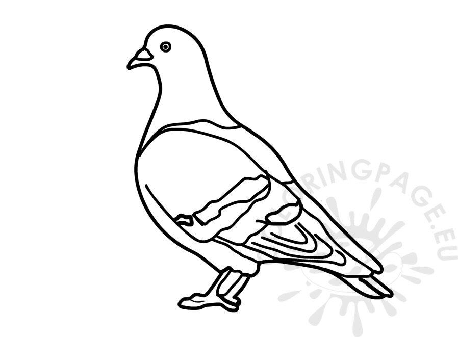 Pigeon coloring page