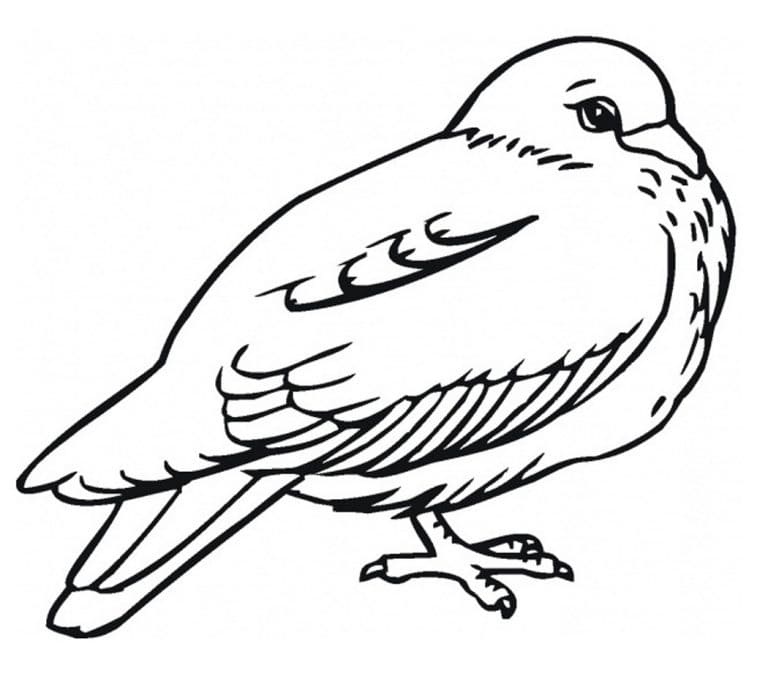 Pigeon free printable coloring page