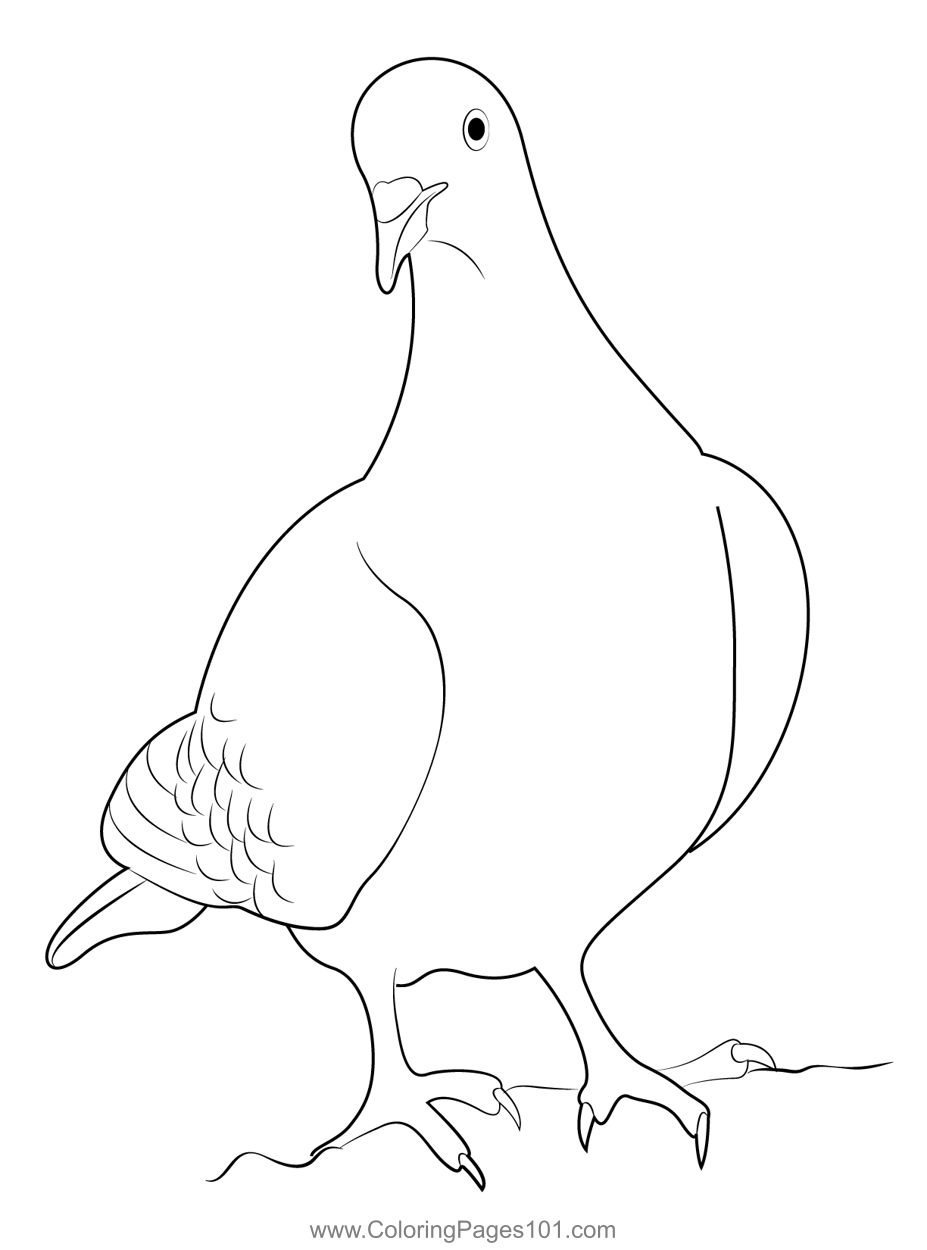 Nuremberg lark pigeon coloring page for kids