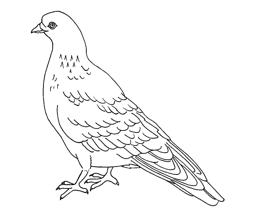 Free printable pigeon coloring pages for kids animal coloring pages bird coloring pages coloring pages