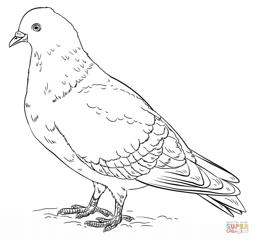 Rock pigeon coloring page free printable coloring pages