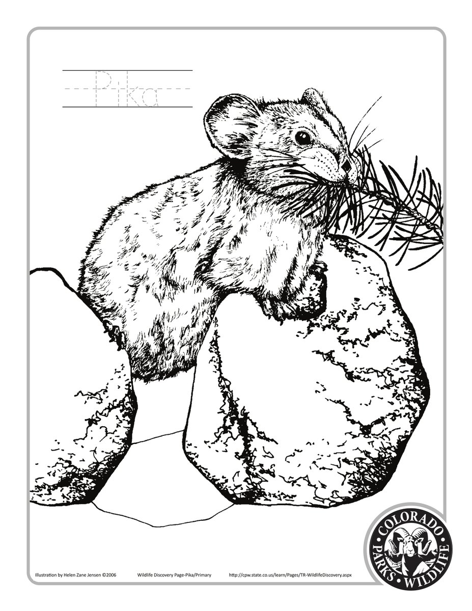 Colorado parks and wildlife on x you know what lowers blood pressure coloring ð today we will be coloring the american pika âï print color then share your masterpieces when youre done