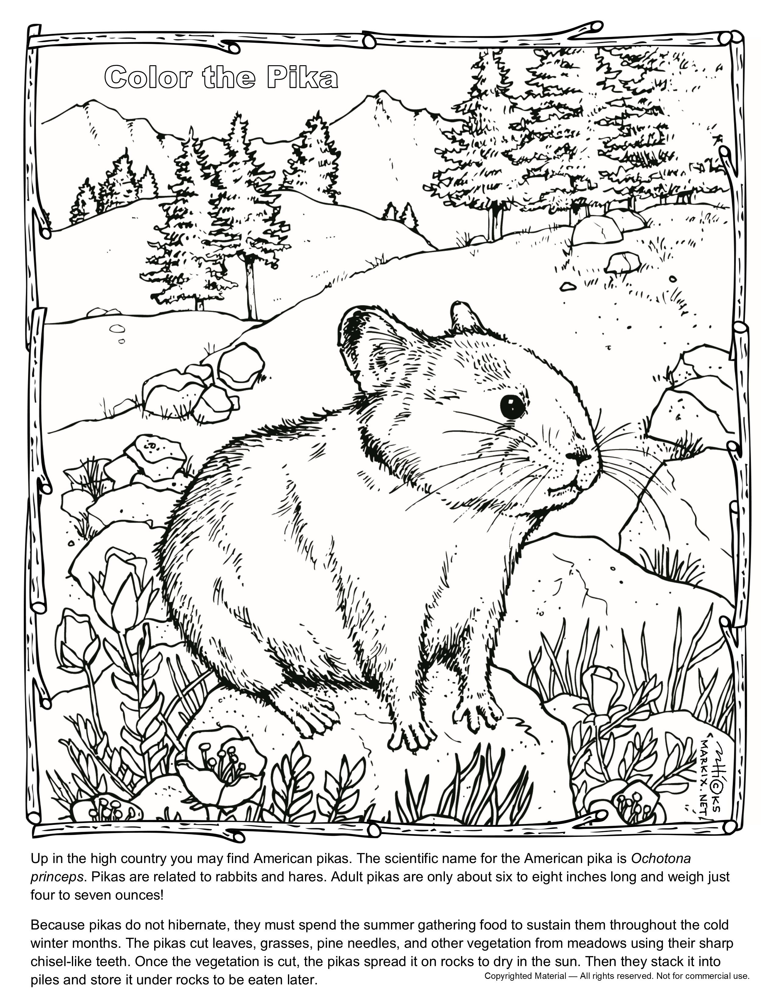 Adorable pika coloring page