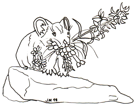 Esmerelda and purple flowers coloring page at pika works