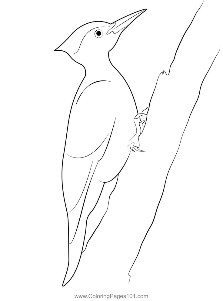 Male pileated woodpecker coloring page coloring pages coloring pages for kids color