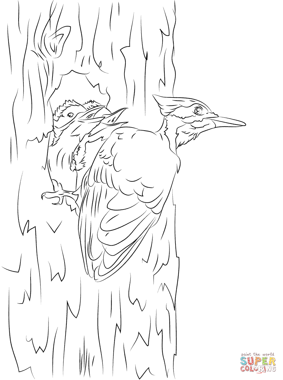 Pileated woodpecker and chicks coloring page free printable coloring pages
