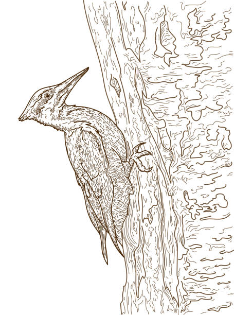 Pileated woodpecker line art stock illustration