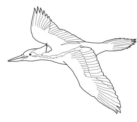 Ivory billed woodpecker coloring page free printable coloring pages