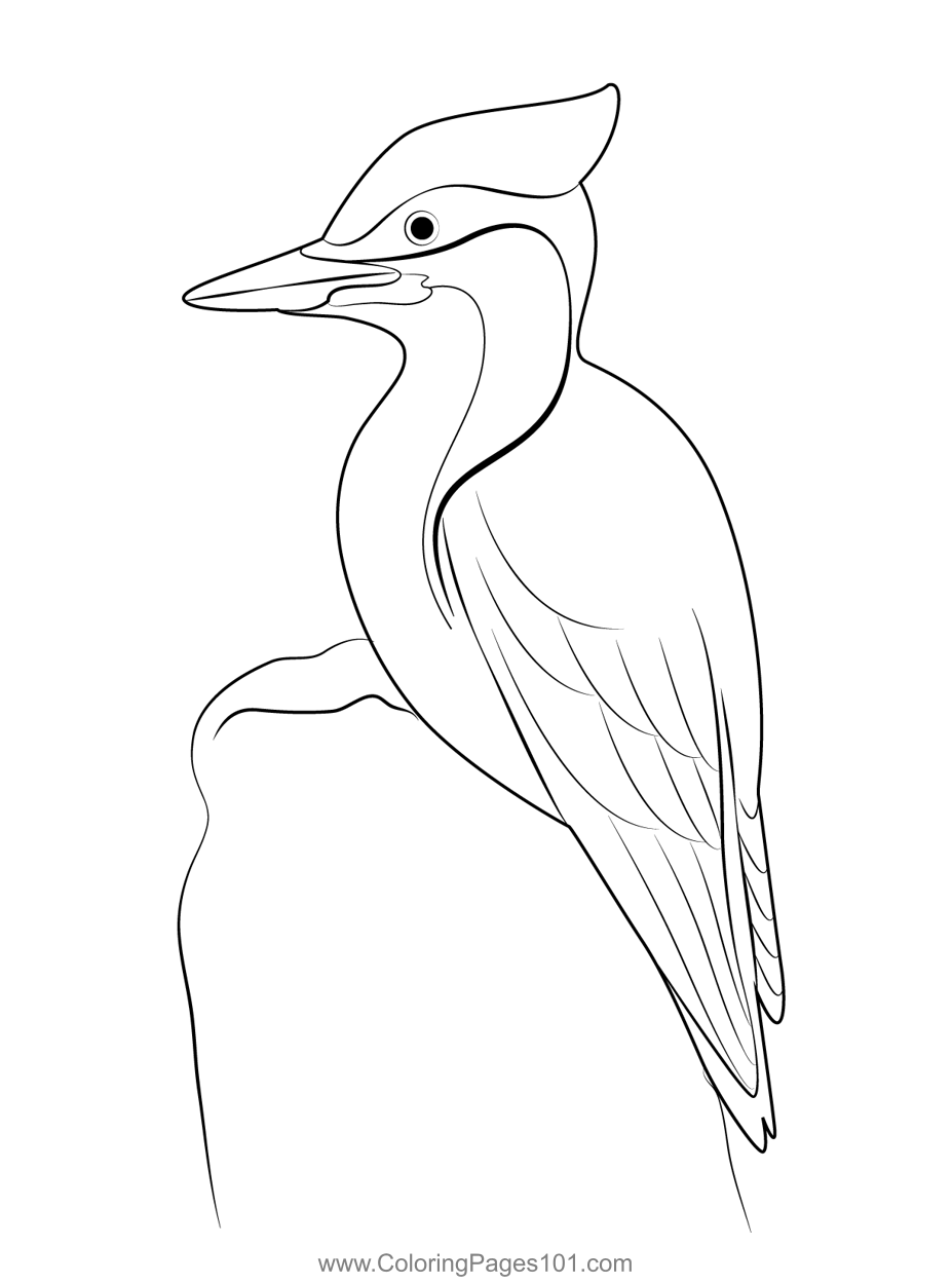 Pileated woodpecker bird coloring page for kids