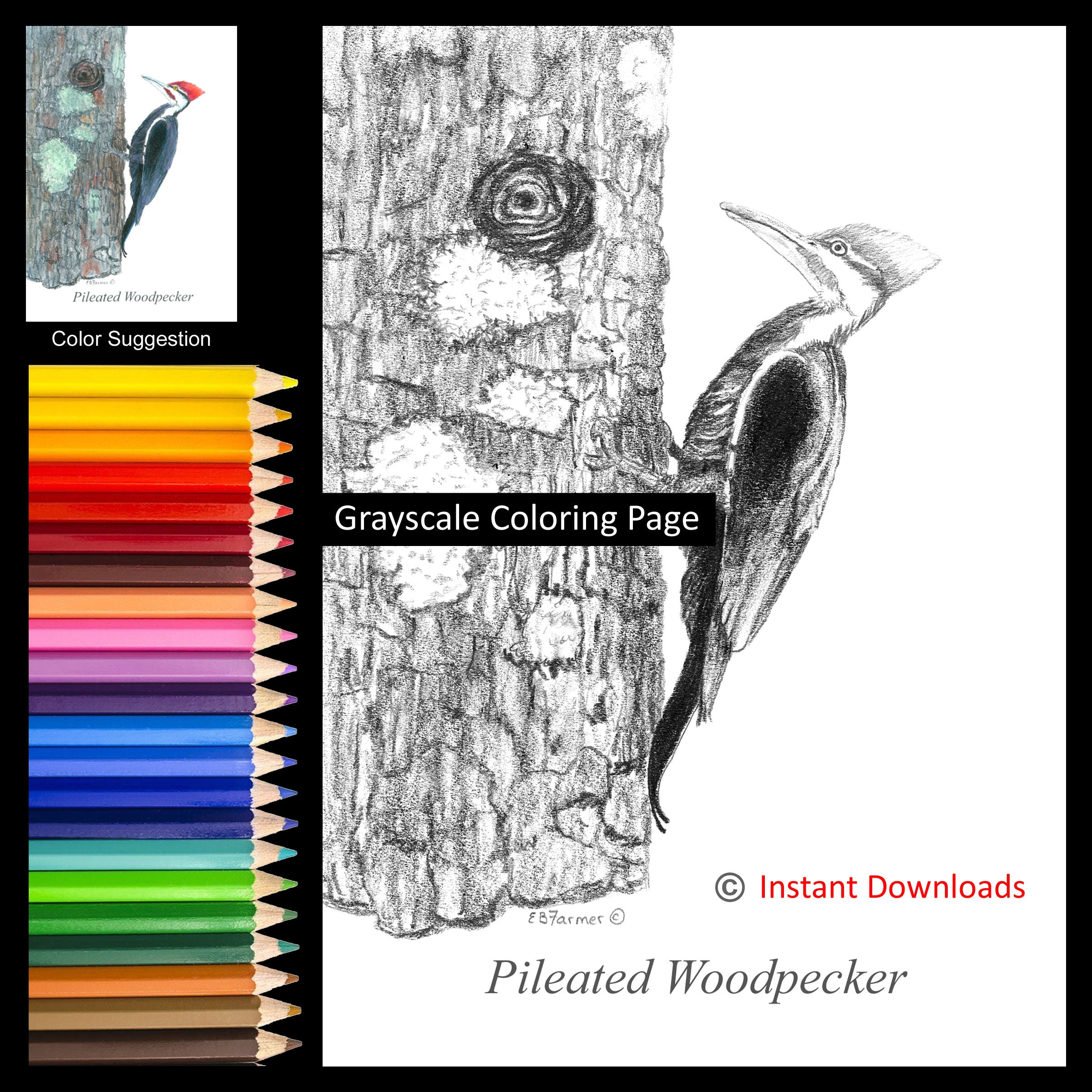 Pileated woodpecker bird on log coloring pages winstructions for x and x sizes digital download and printable for adult kids