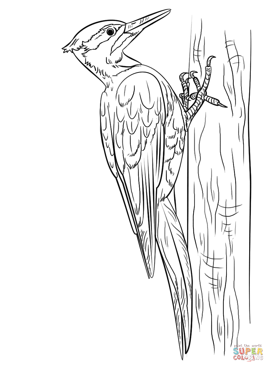 Pileated woodpecker coloring page free printable coloring pages