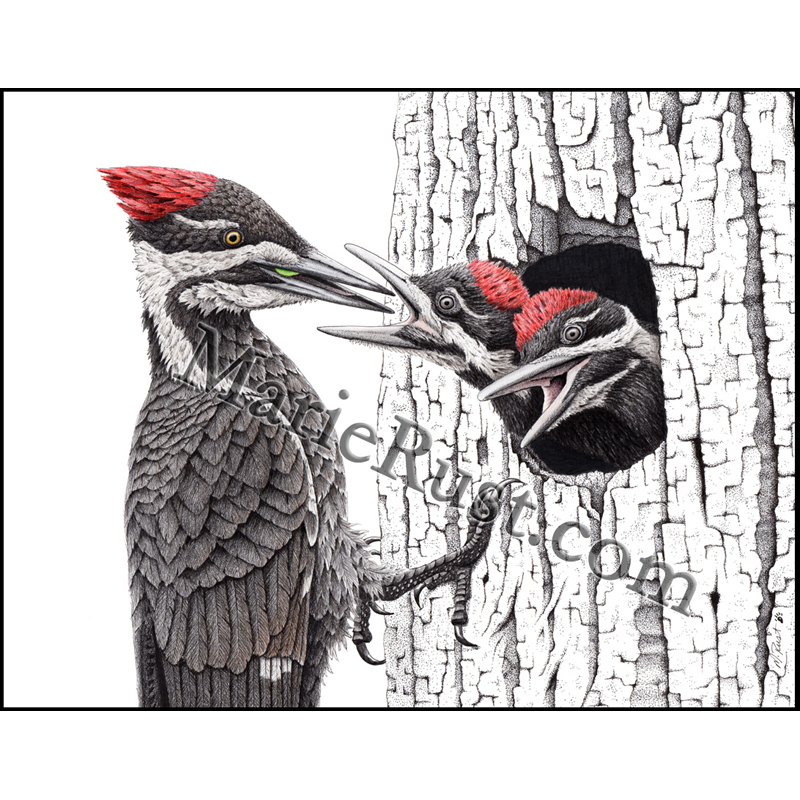 Family treeâ pileated woodpeckers â marie rust