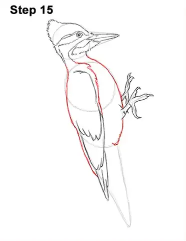 How to draw a woodpecker