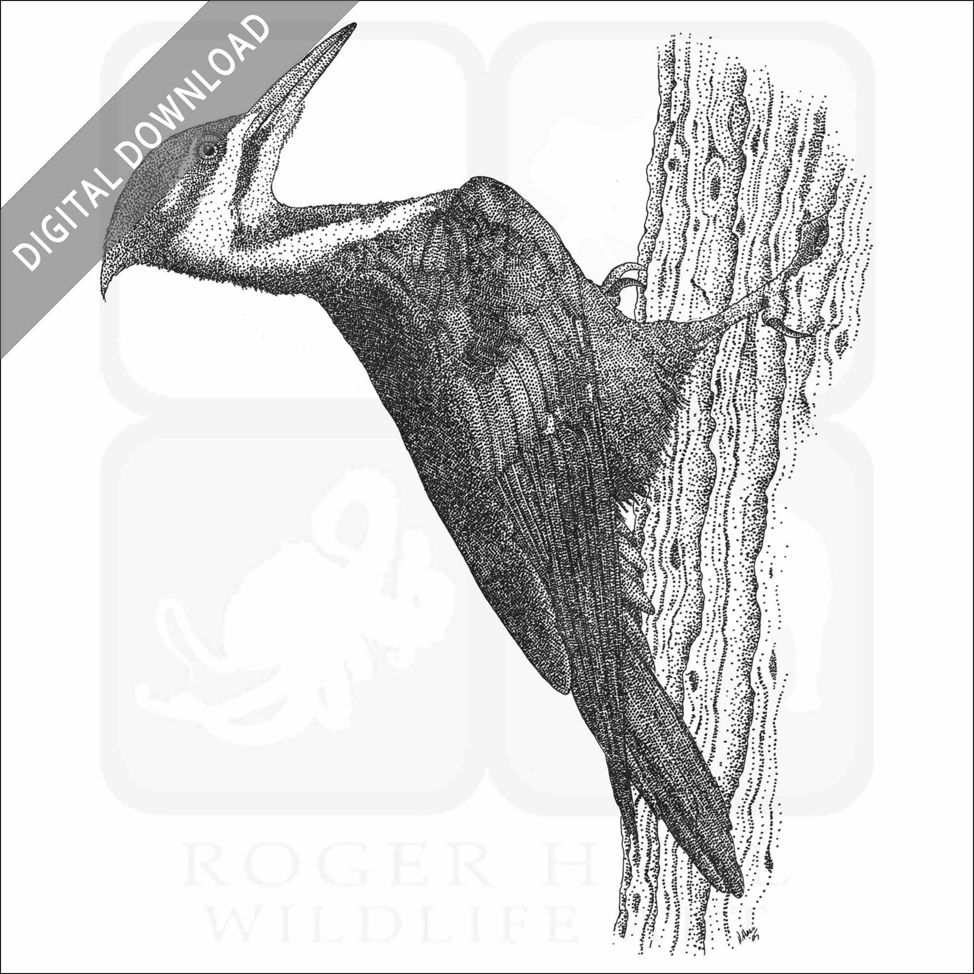 Stock art drawing of a pileated woodpecker