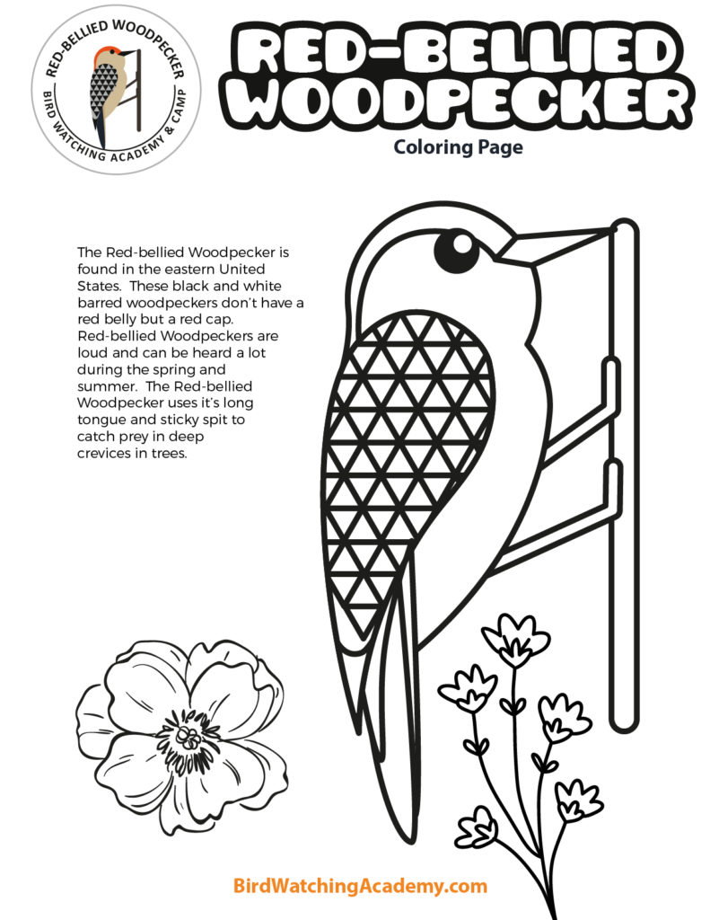 Bird coloring pages