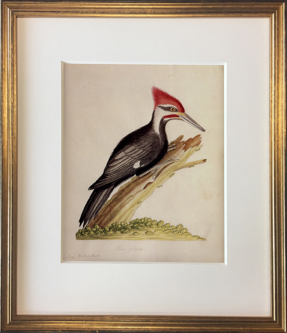 John abbots birds of geia framed print pileated woodpecker