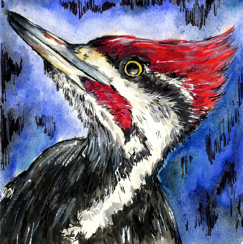 Pileated woodpecker â home