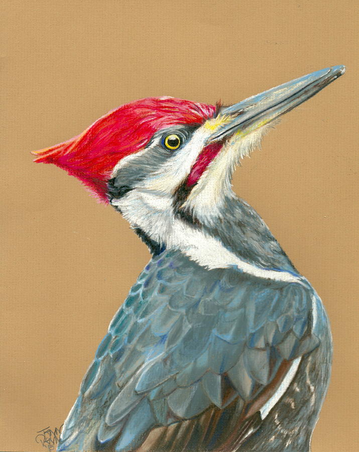 Pileated woodpecker drawing by jenn sweeney