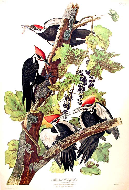 Pileated woodpecker from the birds of america amsterdam edition john james audubon