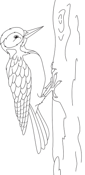 Woodpecker coloring page stock illustration