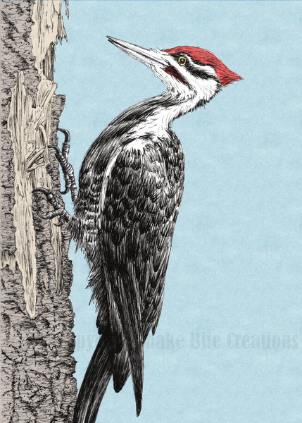 Pileated woodpecker card â snake bite creations