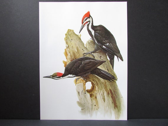 Buy pileated woodpecker bird art print book plate s large forest bird book page color plate by lansdowne for framing x online in india