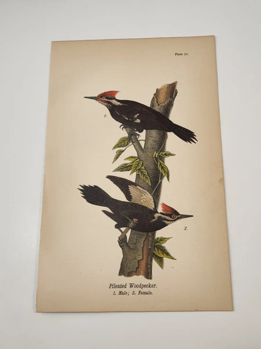 Pileated woodpecker bird c color plate engraving