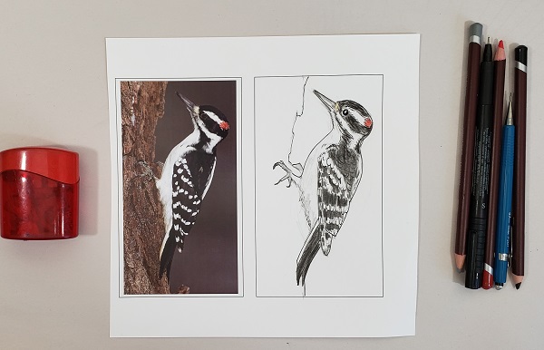 Sketching woodpeckers