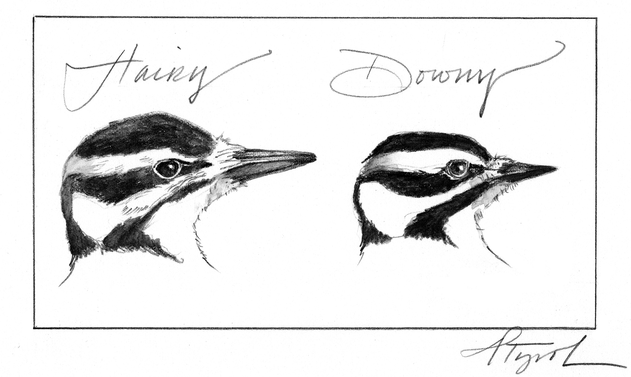 Outside story downy or hairy woodpecker