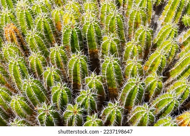 Pilosocereus images stock photos d objects vectors