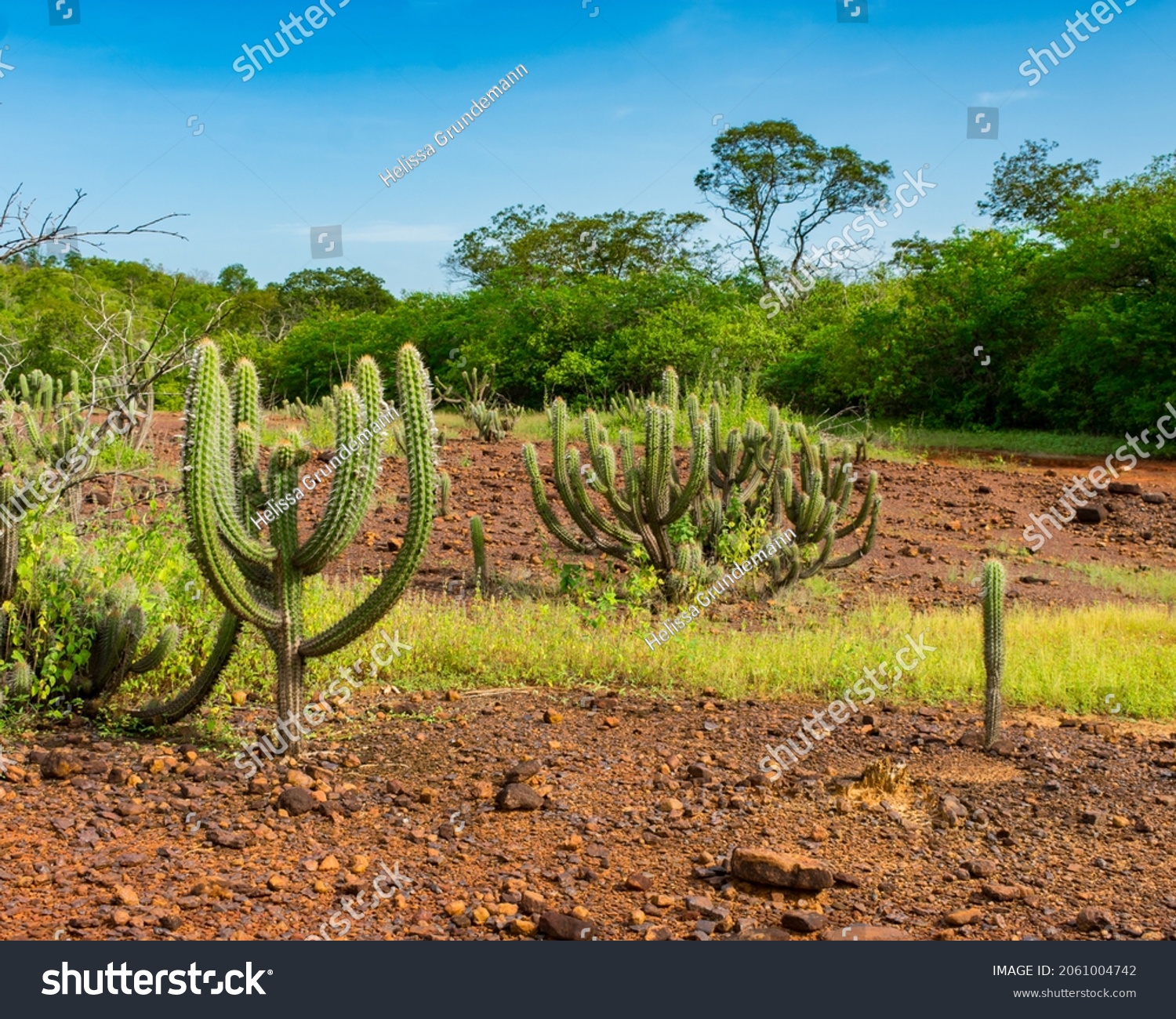 Pilosocereus images stock photos d objects vectors