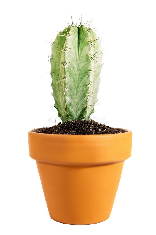 Pilosocereus stock photos