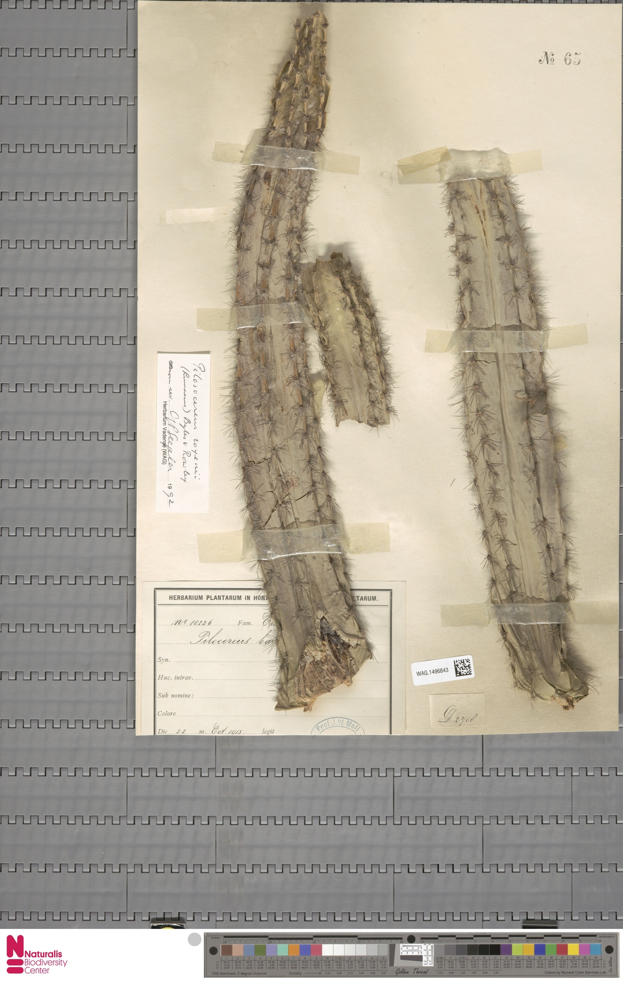 Columnar cactus pilosocereus royenii dutch caribbean species register