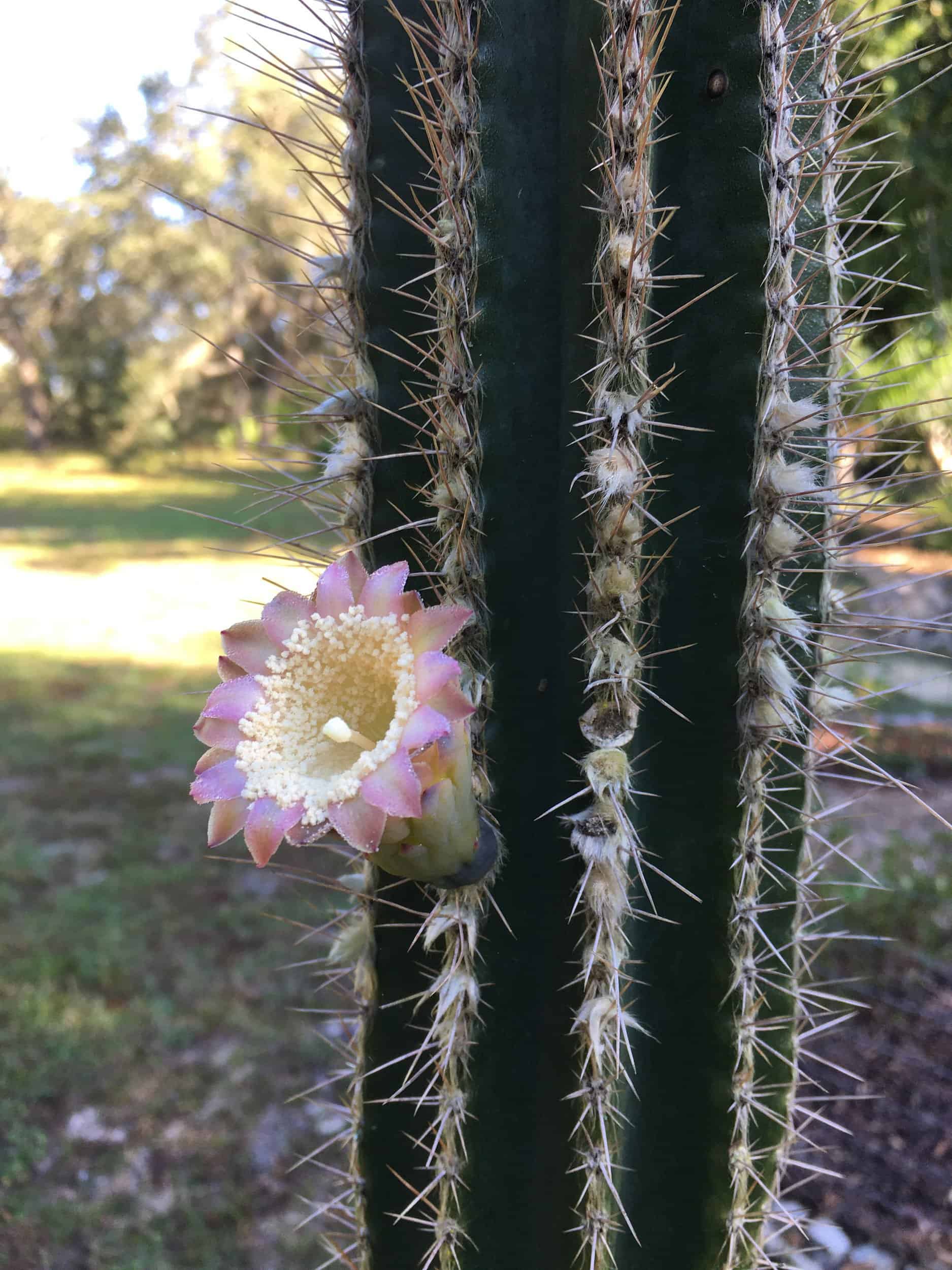 Buy online drought resistant pilosocereus royenii cactus