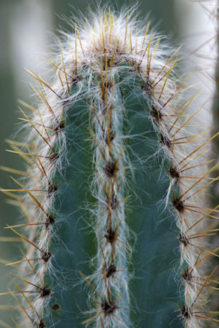 Pilosocereus royenii l byles rowley