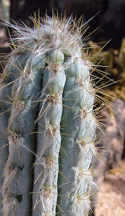 Royens tree cactus pilosocereus royenii