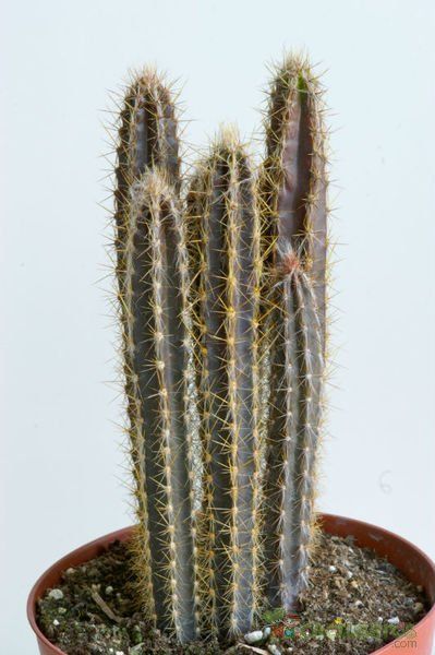 Pilosocereus royenii