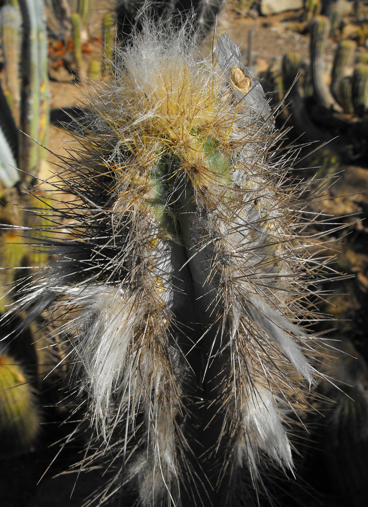 Pilosocereus royii