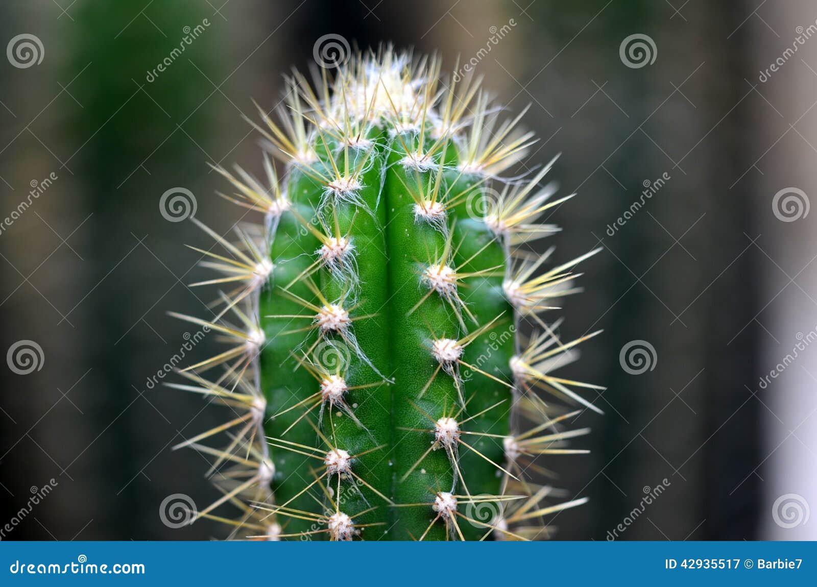 Pilosocereus stock photos