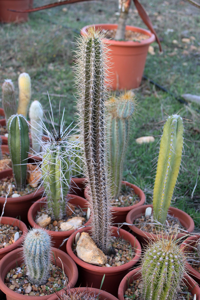 Pilosocereus royenii