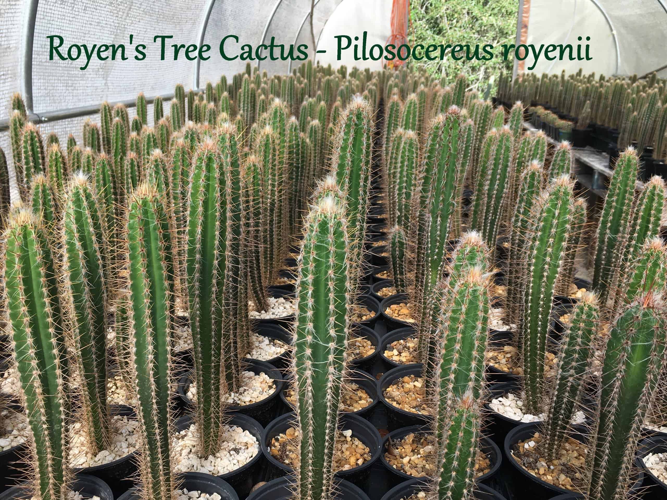 Buy online drought resistant pilosocereus royenii cactus