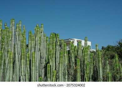 Pilosocereus images stock photos d objects vectors